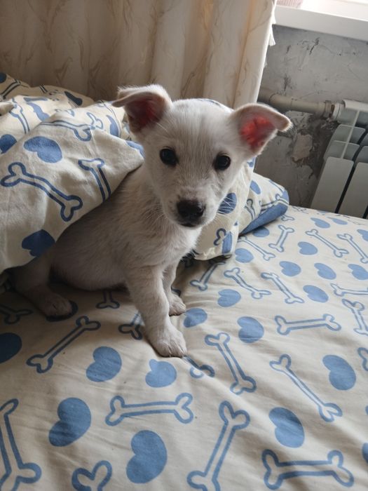 Собака дворняга отдать срочно!!!