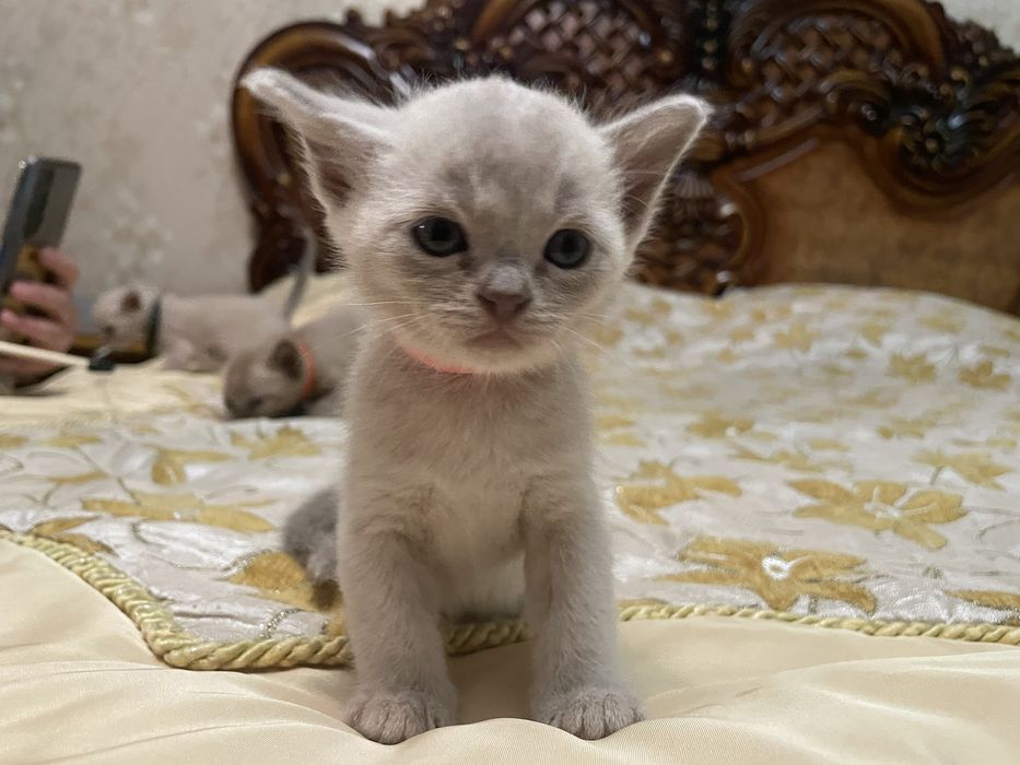 Продам котенка породы «Европейская Бурма»