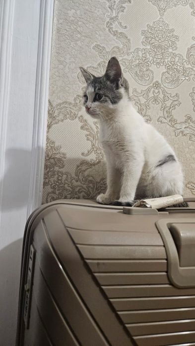 Котенок-девочка в добрые руки