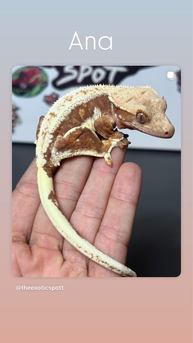 Crested gecko/ soparla/gecko cu creasta/reptila