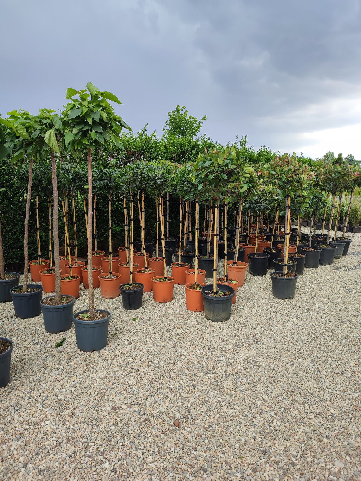 Plante ornamentale calitate extra