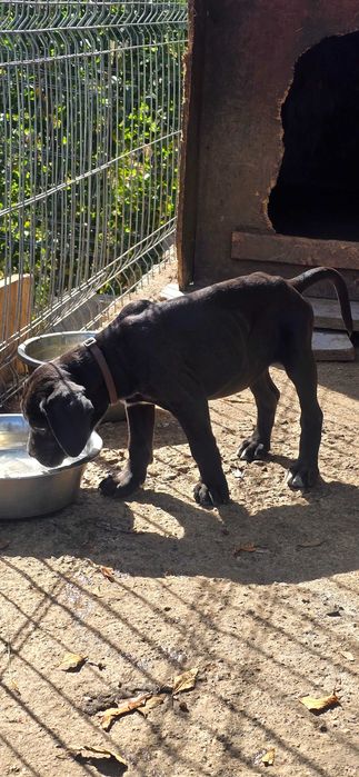 Cane corso  jucaus si plin de viata