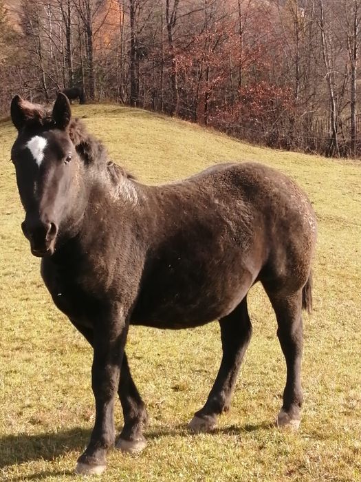 Vand iapa cu mânz si ponei