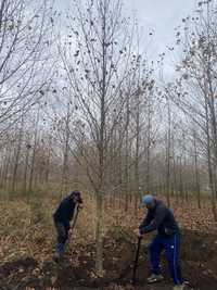 Copacii cu plantare și livrare