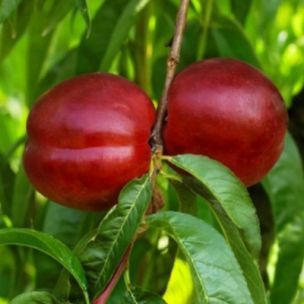 Pomi Fructiferi deosebiti nectarin venus