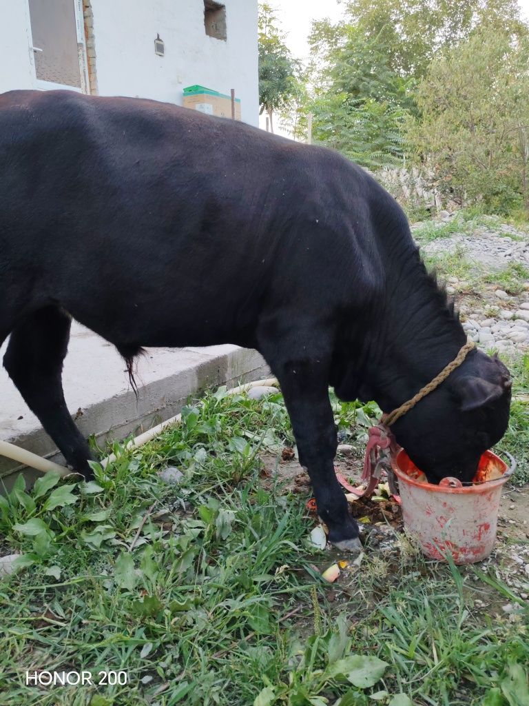Она бола сигир сотилади