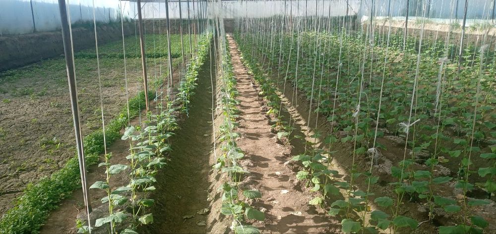 Issiqxona 2 qavatli sotiladi kelishamiz