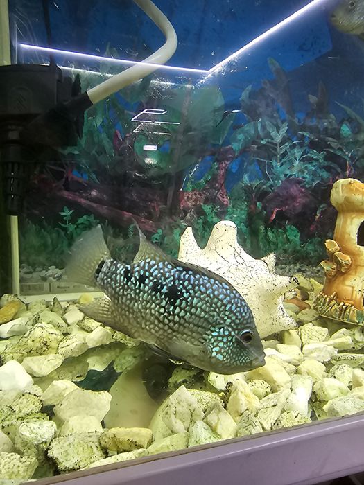 Рыбки для  аквариума  хищьники