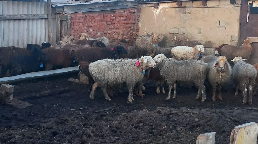 Продаются овцы, бараны разные , на мясо, на расплод. 10 - 15 шт.