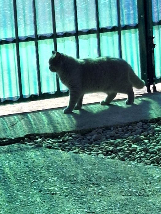 Foarte cuminte ingrijita