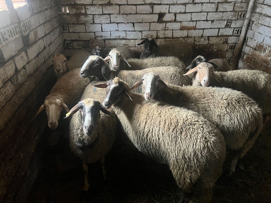 Овце и шилета 12броя