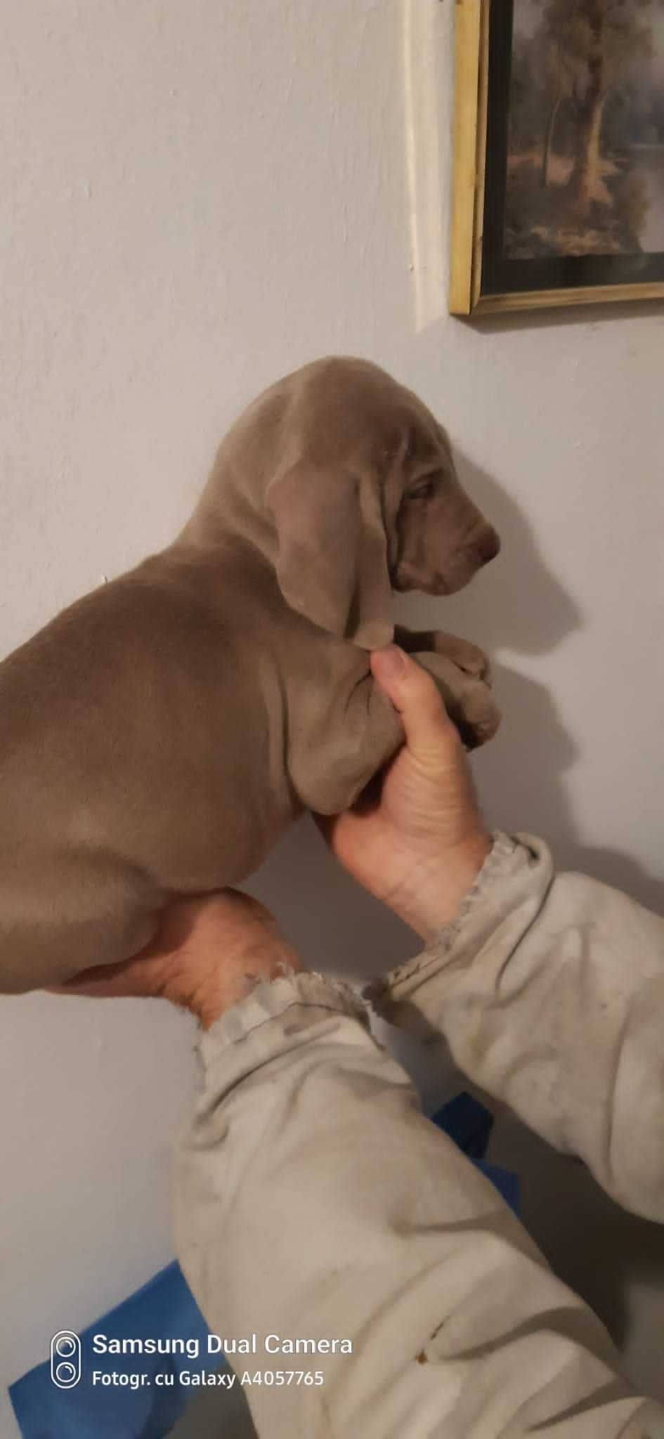 Pui rasa Weimaraner - Brac de Weimar