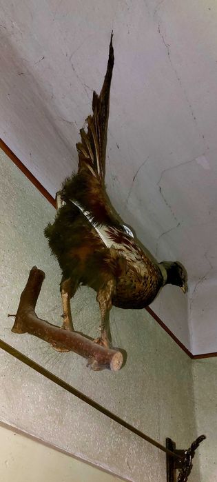 Fazan impaiat decorativ!