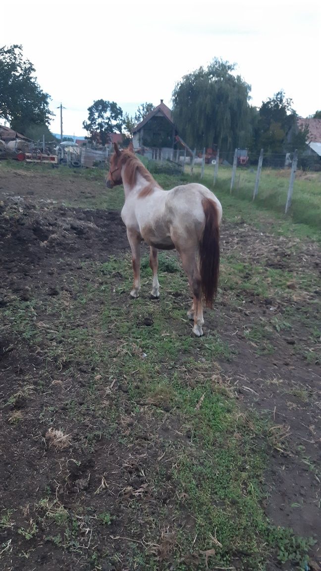 Mânz de un an vând sau schimb