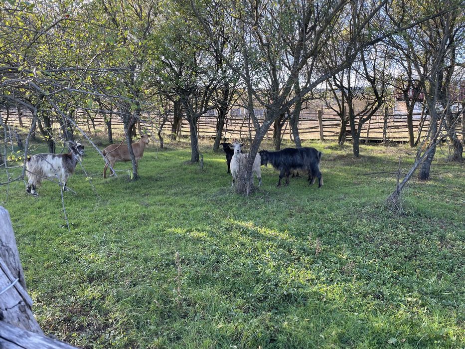 Vand capre bine intretinute