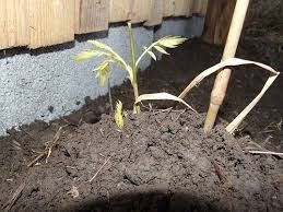 Puiet planta glicina salcam mov