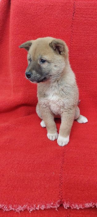 Шиба Ину Shiba inu