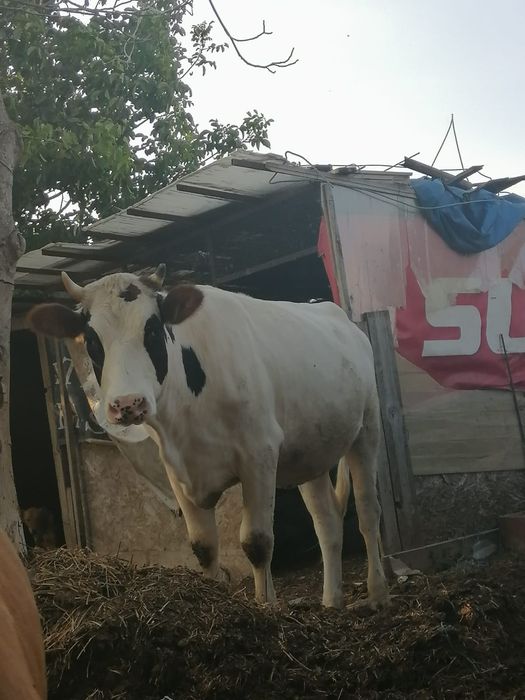 Vând viței mici si mari