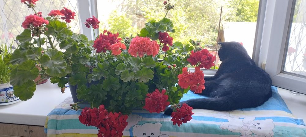 Герань пеларгония ампельная