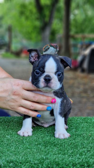 Boston Terrier mascul