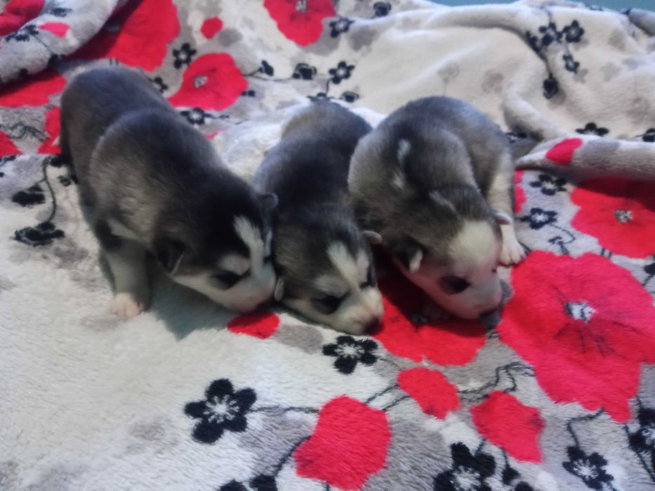 Продаются щенки хаски