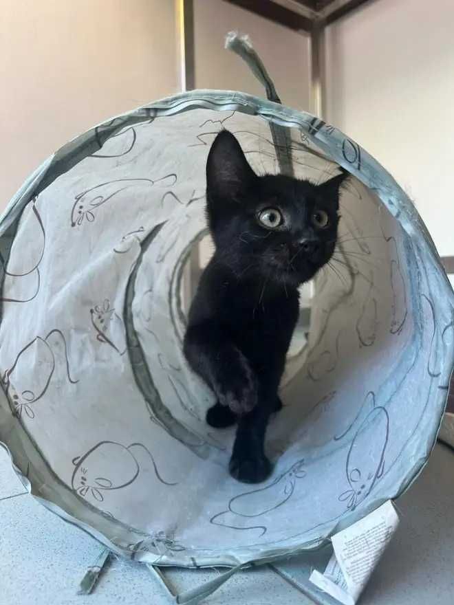 Малко прекрасно коте търси дом