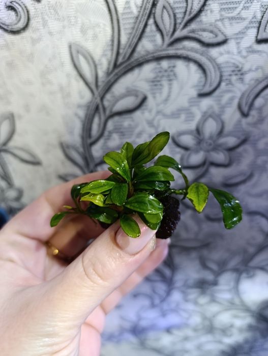 Буцефоландры разные.