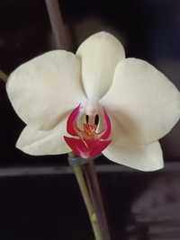 Орхидея жёлтая продам продам