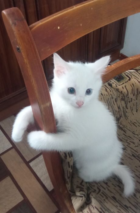 Котяток любящим, добрым людям