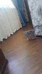 Шотландские веслоухий котёнок