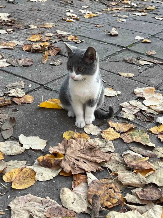 Подаряват се котета