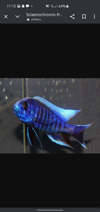 Afrika balula sotiladi xishnik