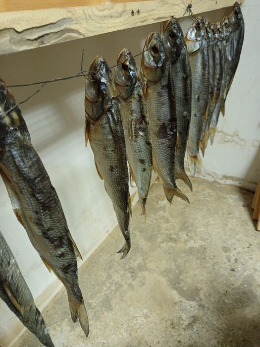 Валяние жерех сушение