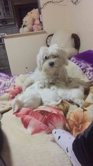 Bichon Maltez/Bison Talie Mica