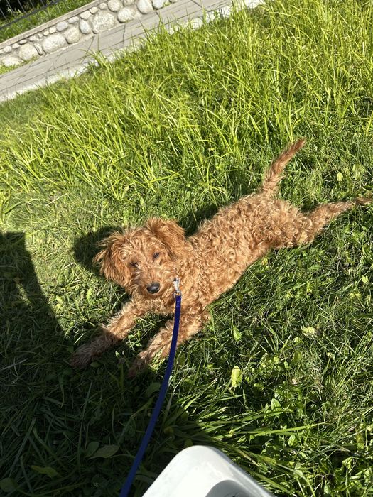 Пудел Той……………………………………….