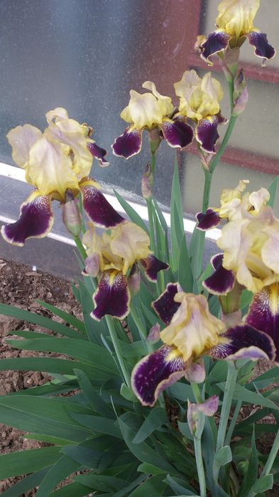 Продавам коренища на цветя Ирис – редки сортове
Цветове: бели, жълти,