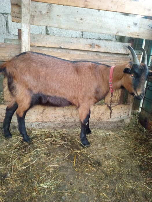 Vand țap alpin francez