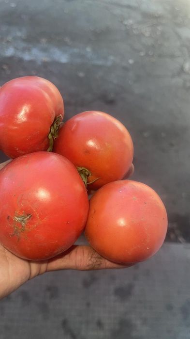 Помидоры,Салат, Яблоки