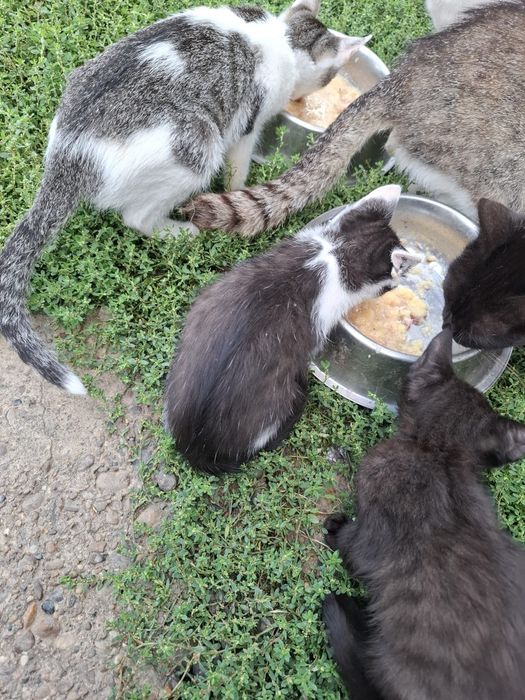 Donez pui pisici