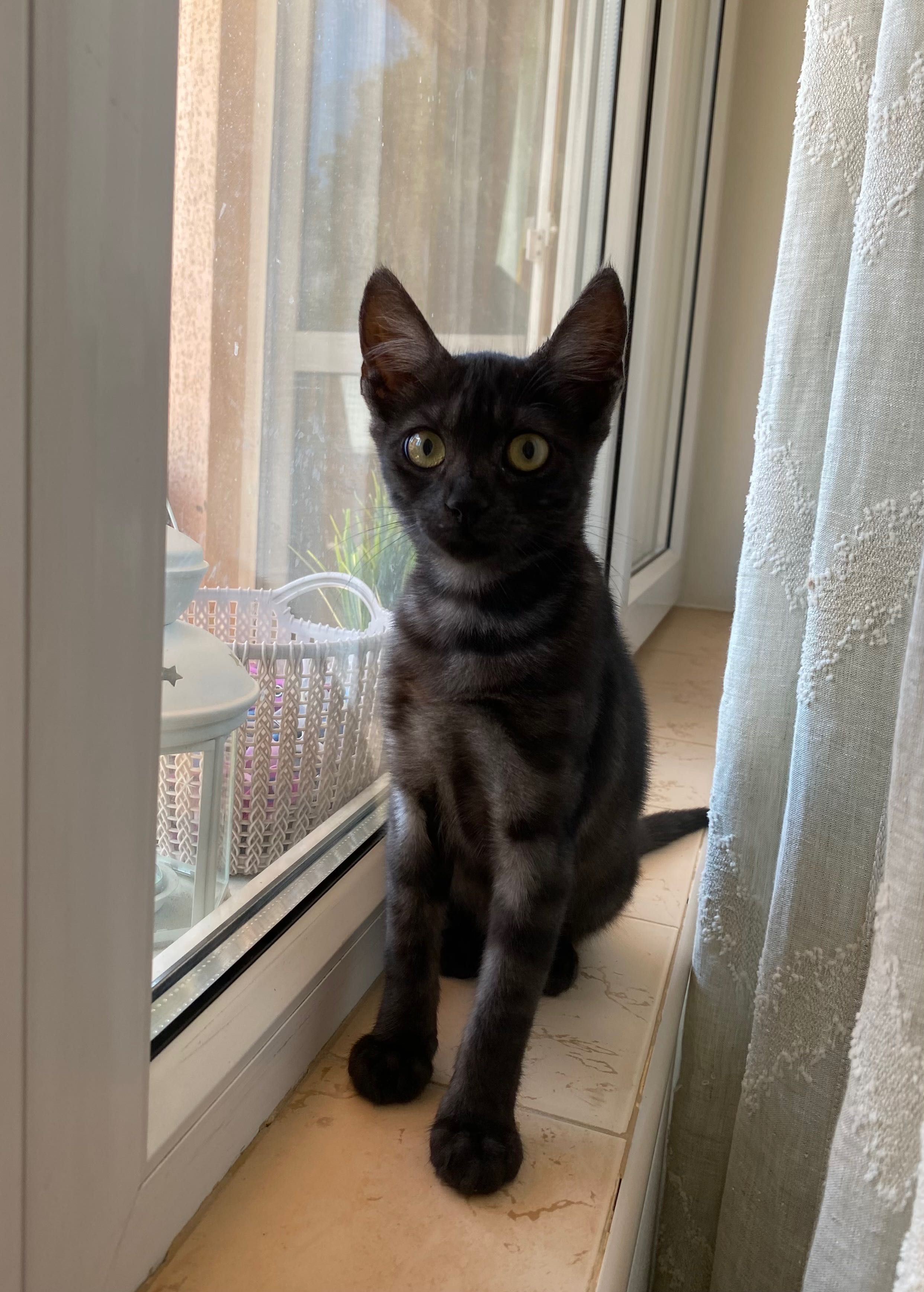 Момиче котка  на 3 месеца.