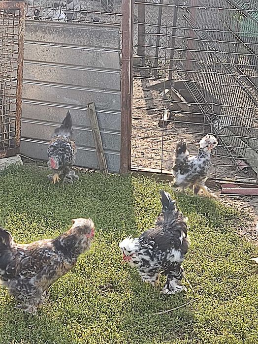 Pui Strumski și pui Combatant Urias