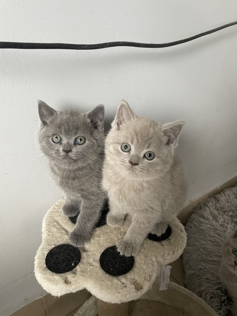 British Shorthair