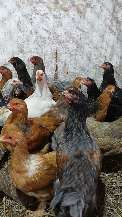 Cocoși italian ameraucana brahma tineret