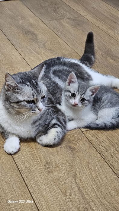 Котята американской короткошерстной породы