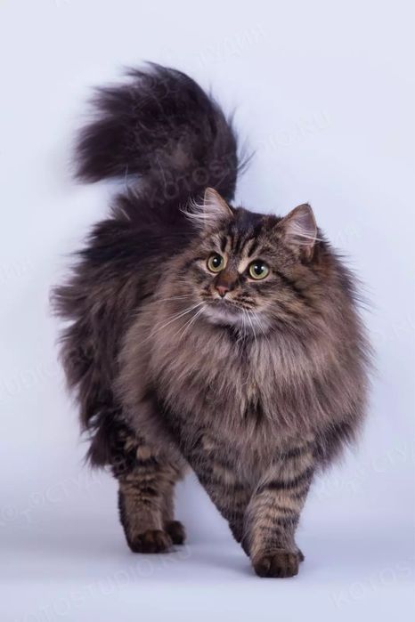 Сибириская кошка.