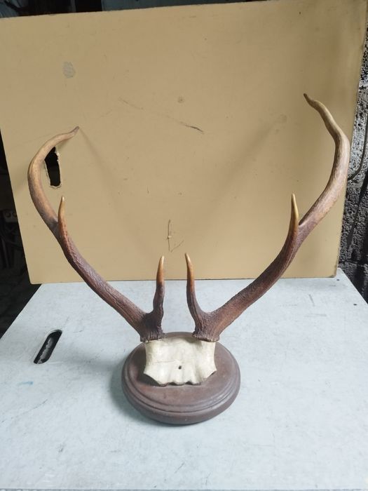 Трофей от елен с  поставка