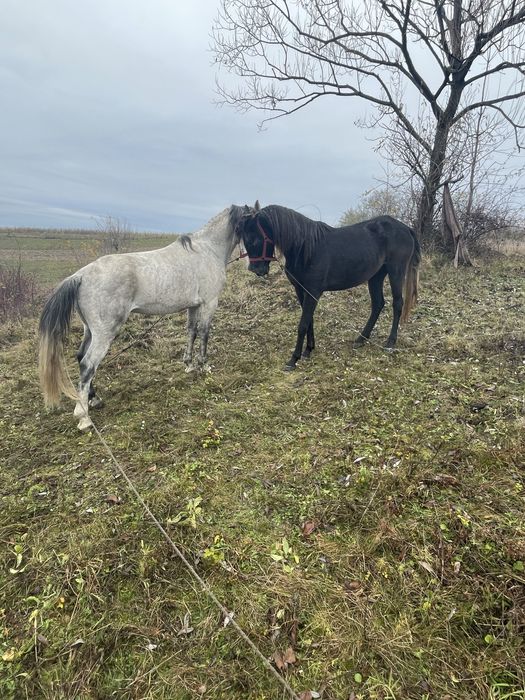 Vand manza 3 ani si un armasar sur 7 ani