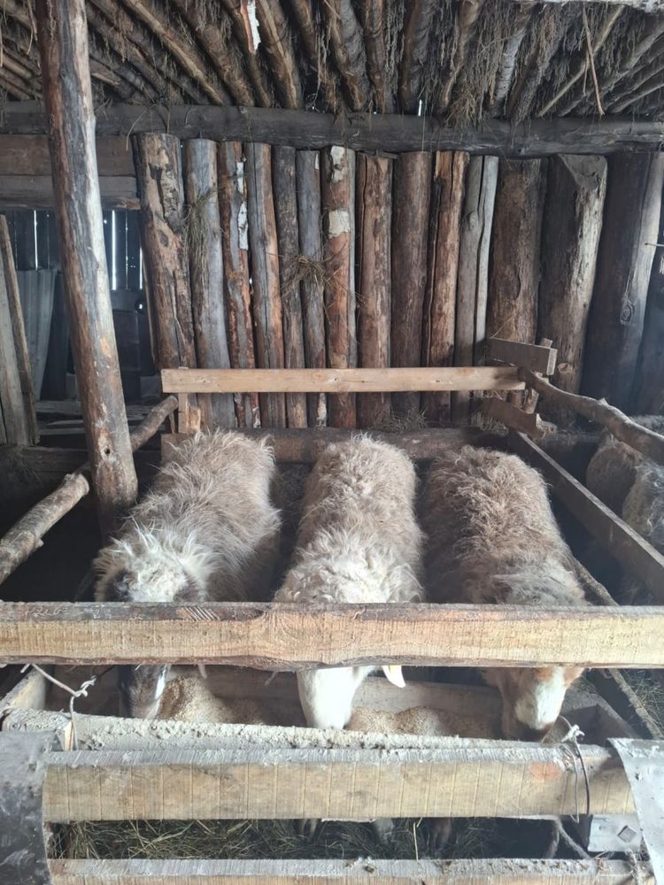 Кошкарлар сатам откормнан