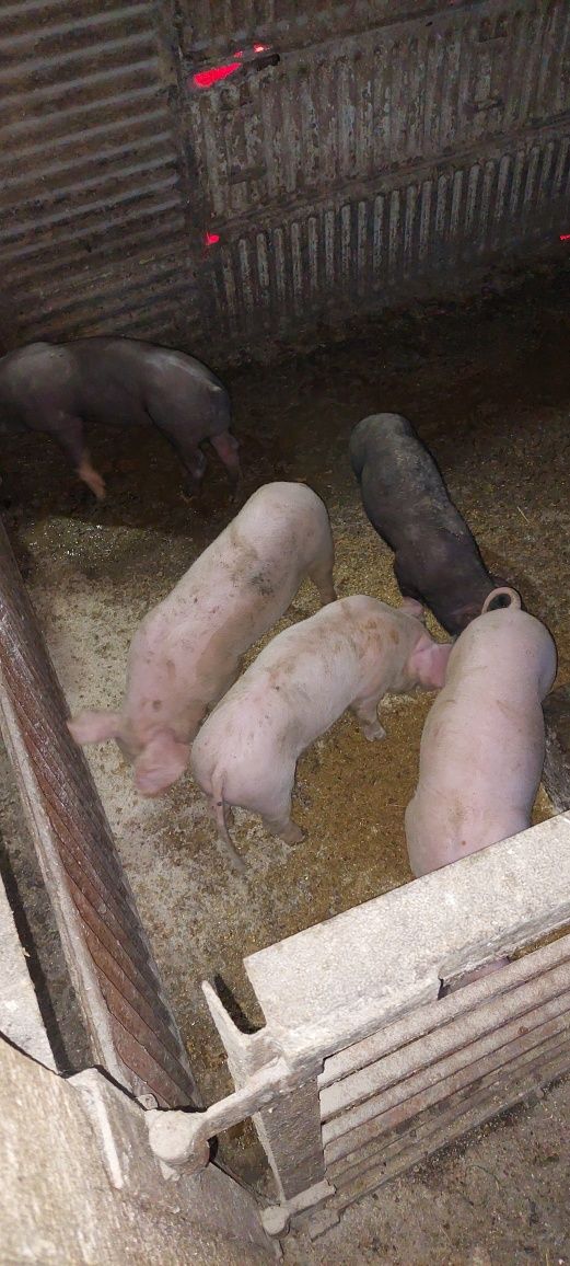 Продавам Малки прасета