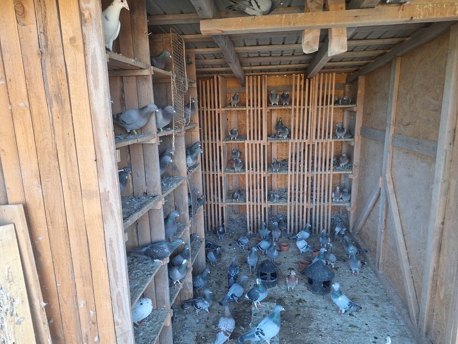 vând porumbei voiajori